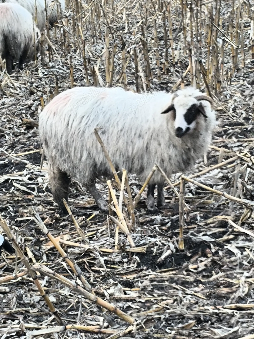 4 mieluțe disponibile 