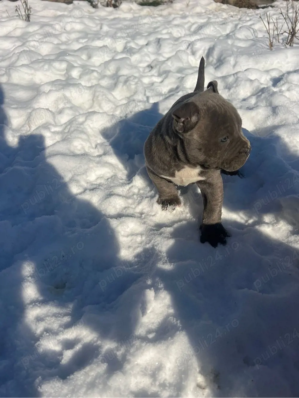 American Bully Pocket