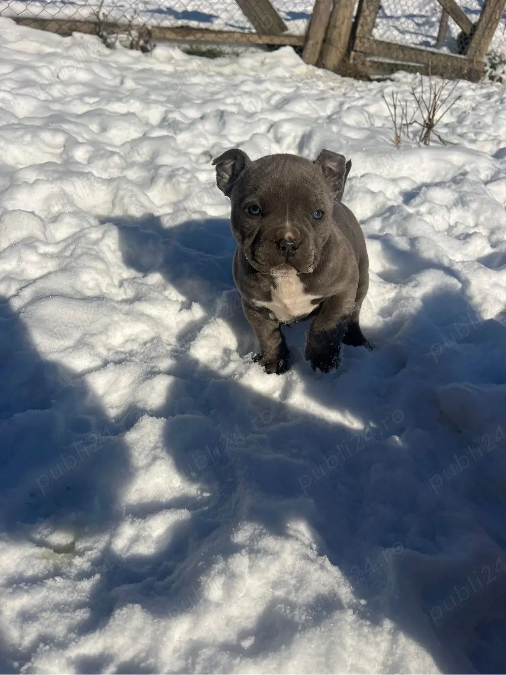 American Bully Pocket