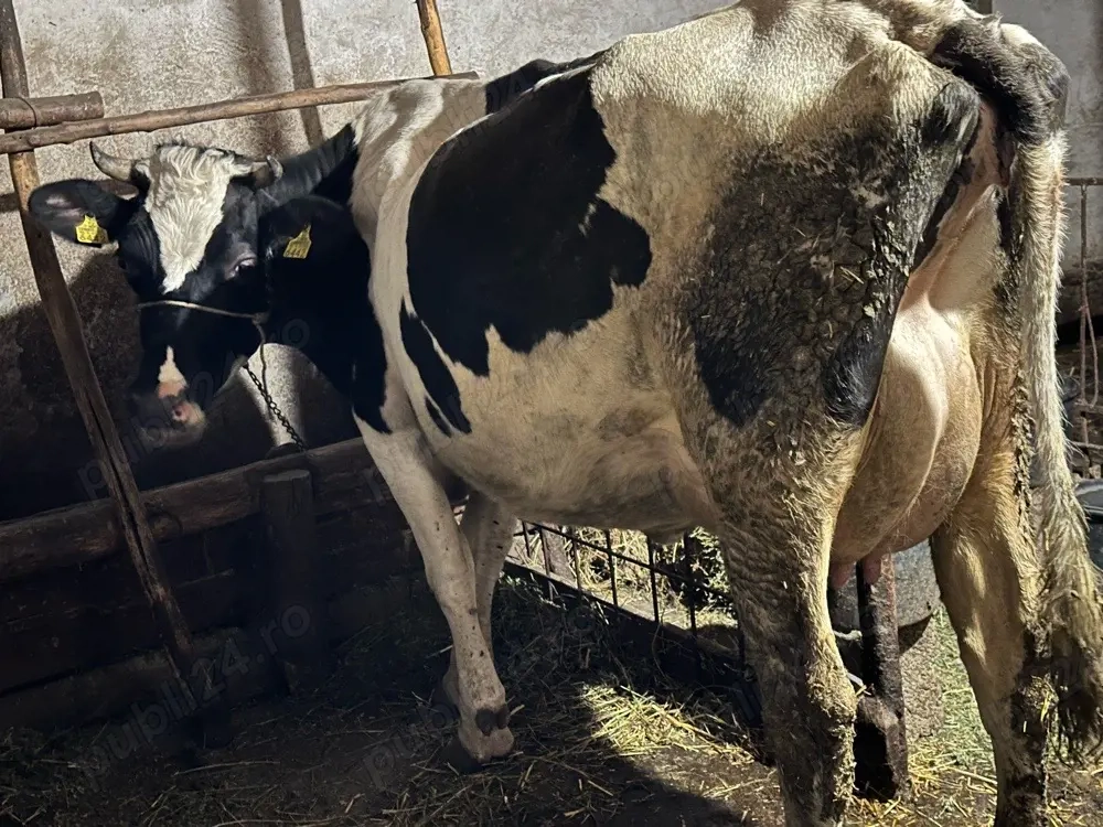 Vand juninca de Holstein