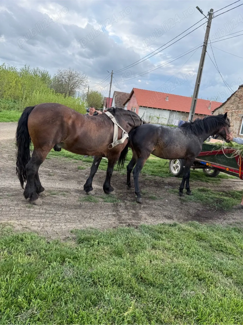 vind iapa sau schimb cu vitei 