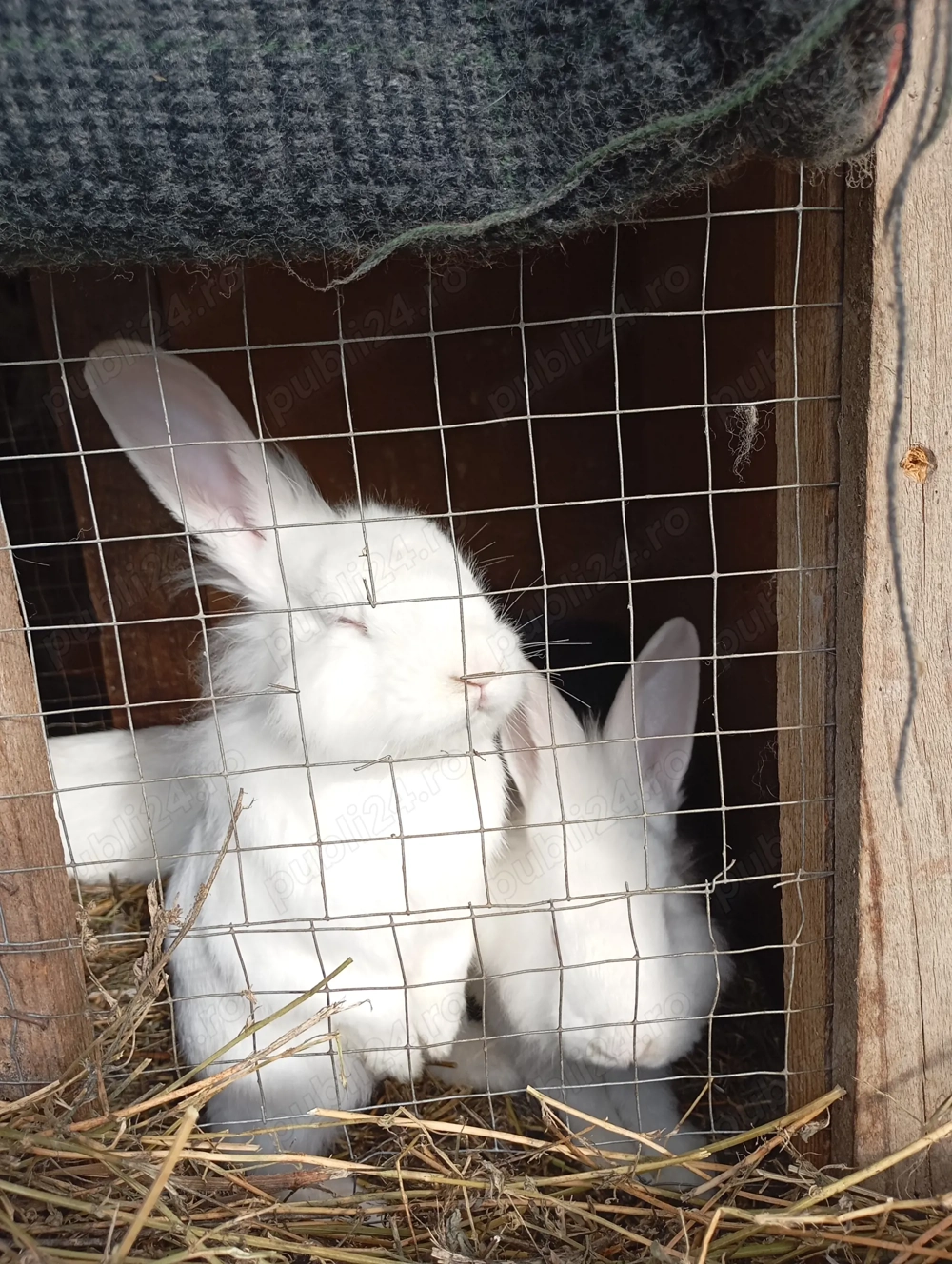 Vând iepuri de rasă 