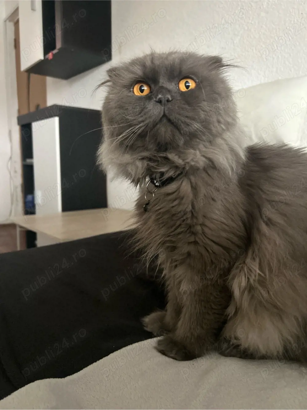 scottish scotish longhair british