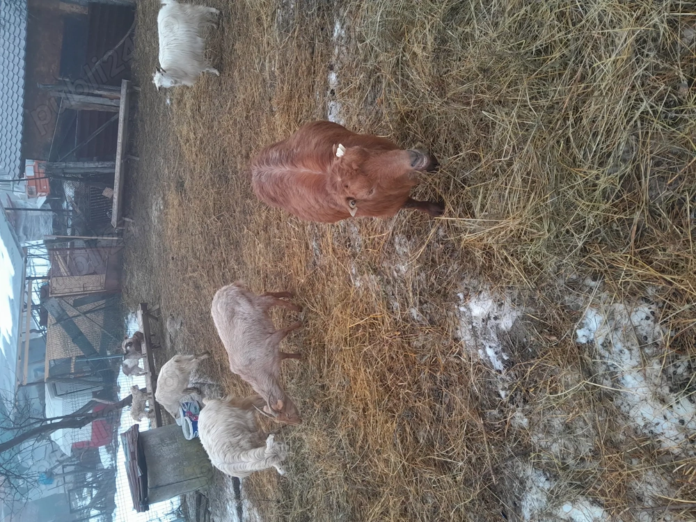 capre tinere gestante 