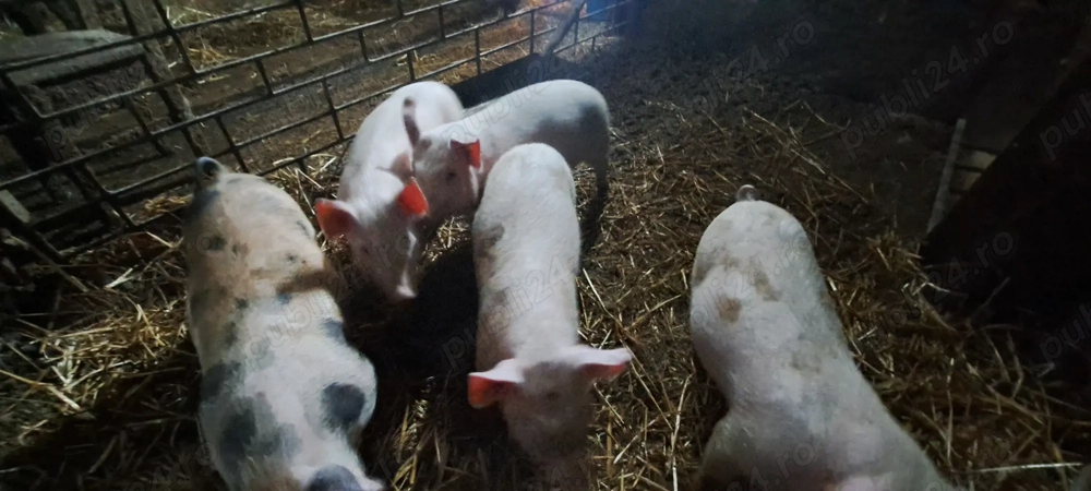 De vânzare detalii la tel  