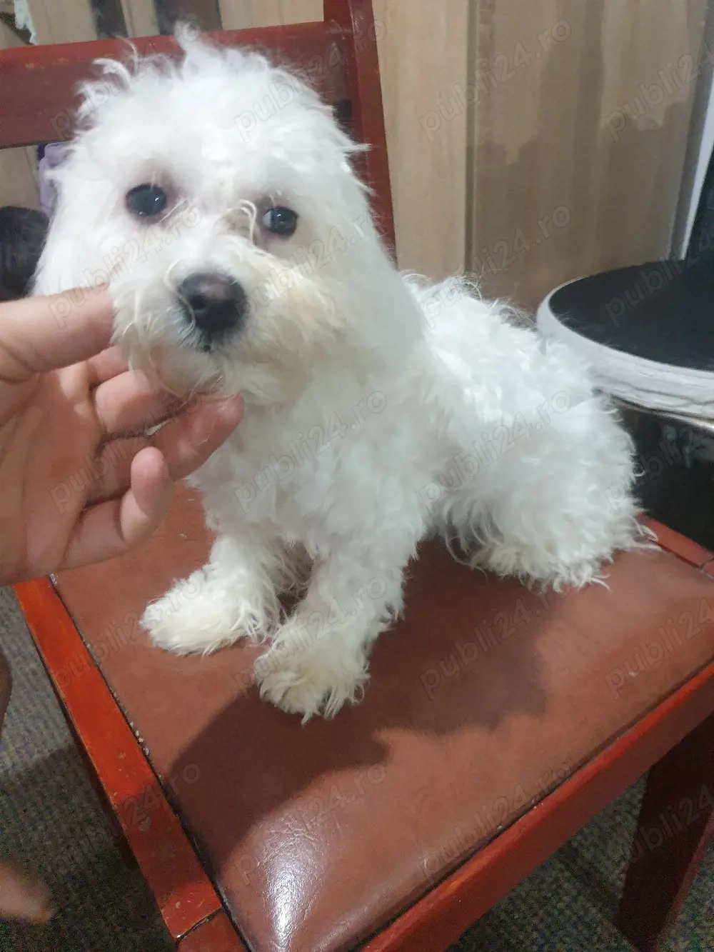 caine Bichon maltez mini tony 
