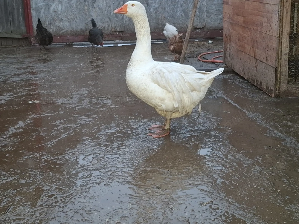 Gascan  alb pletosgascan 