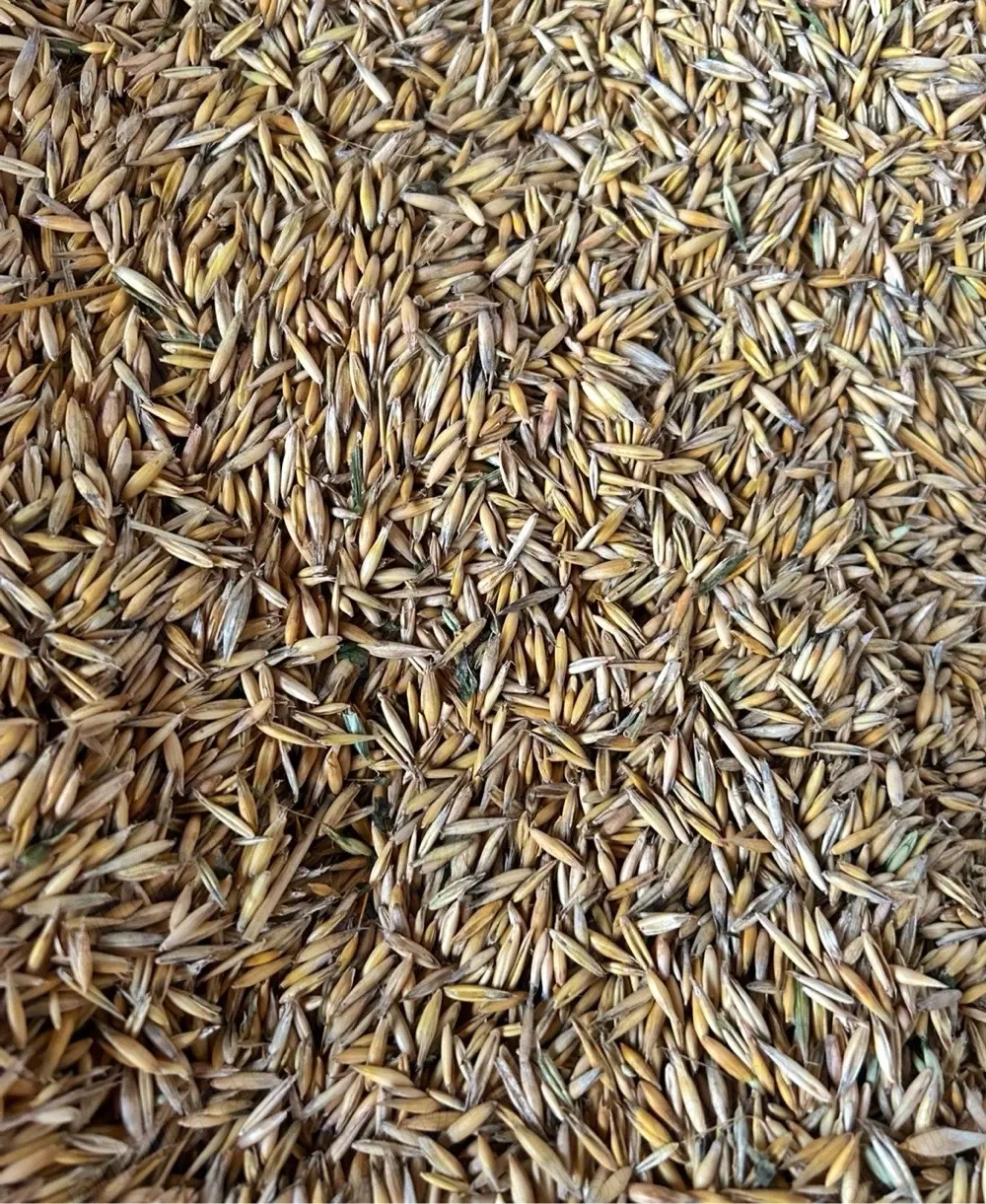 ovaz calitatea 1 , frumos si bobat  semanat sau consum , macinat  1,6 lei kg  Asigur transport