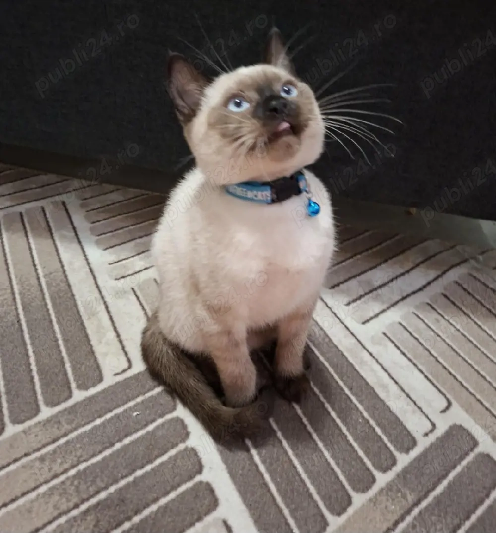 British Shorthair Point 