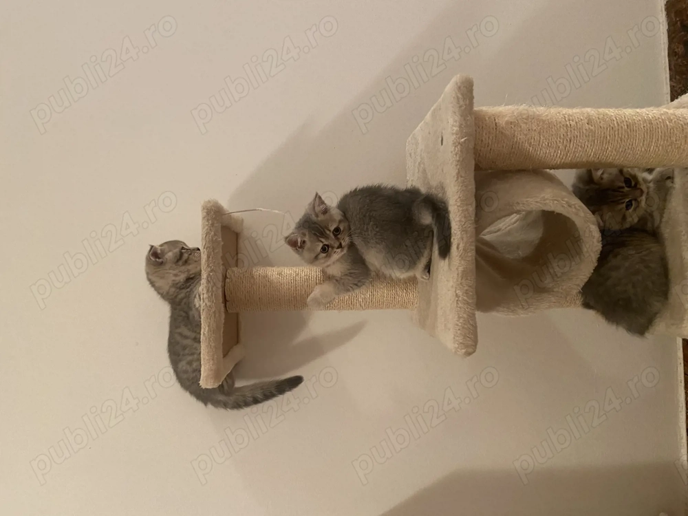 Pisicuțe british  scottish