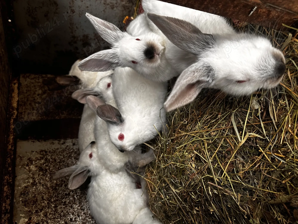 Vând pui de iepuri californian 