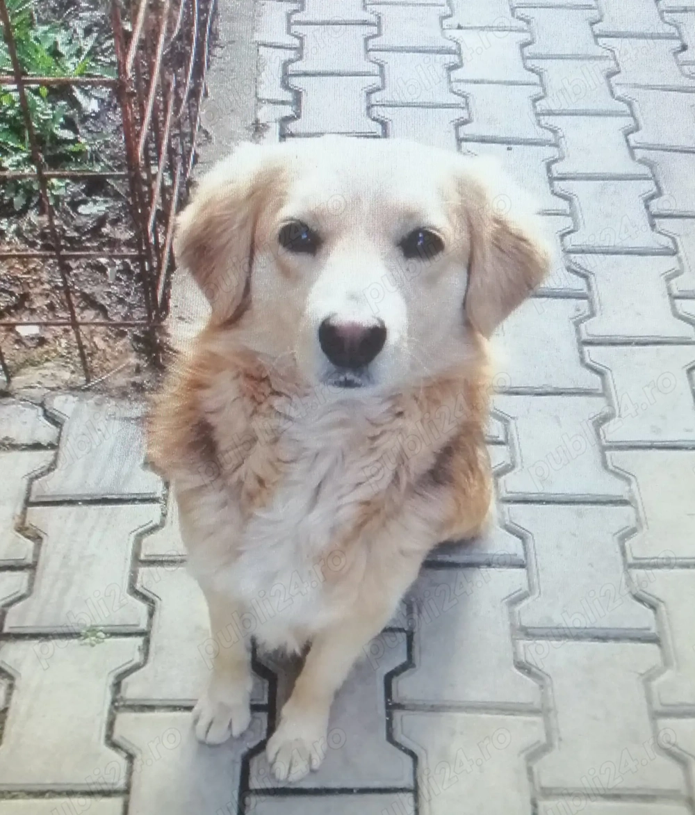 Nero are nevoie urgenta de familie