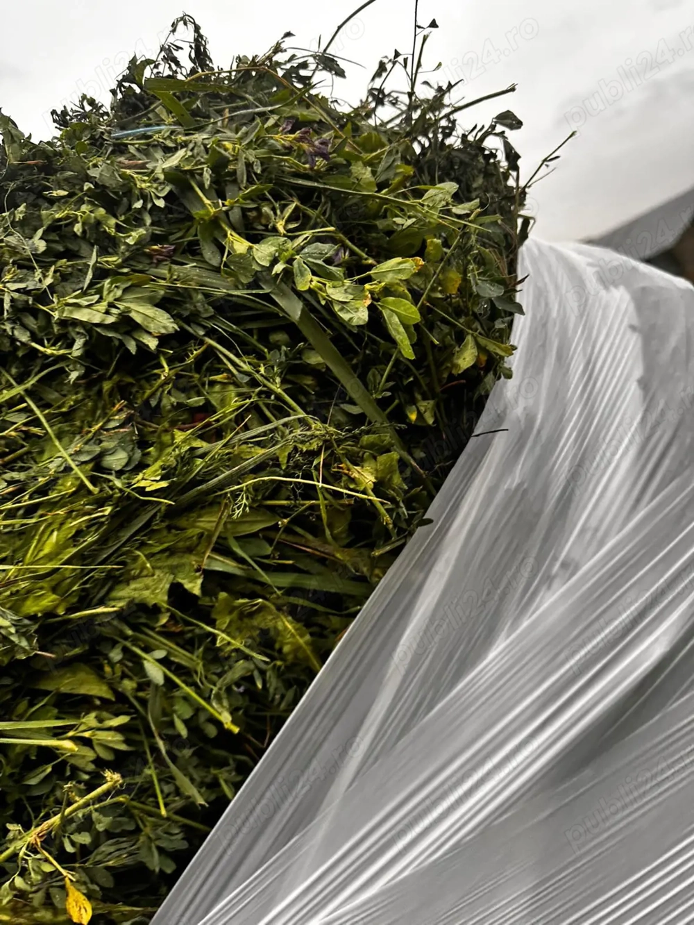 Vând baloți de lucernă și otava  infoliati 