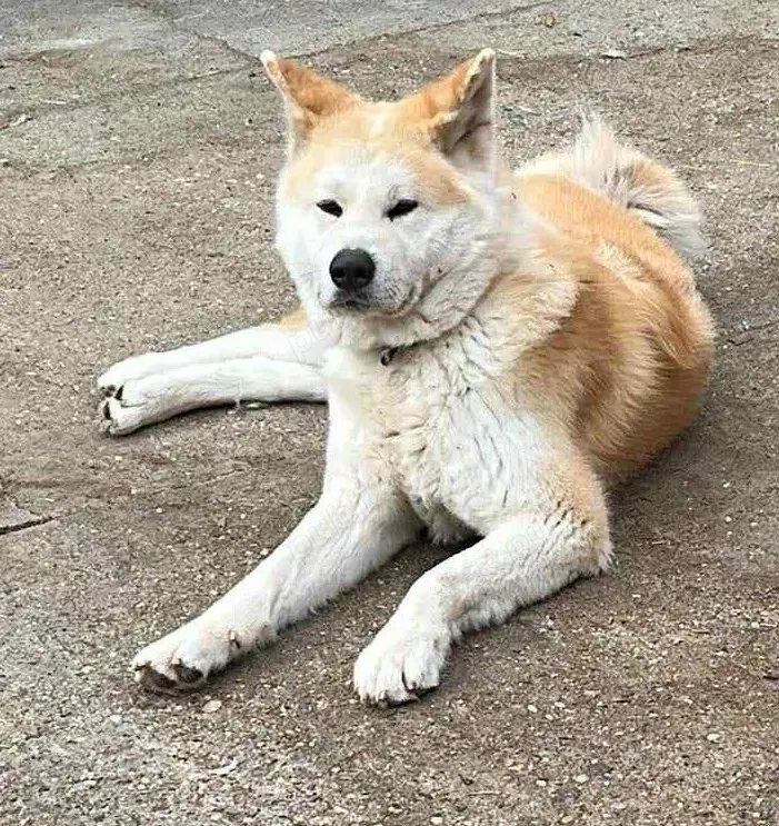 Akita Inu mascul