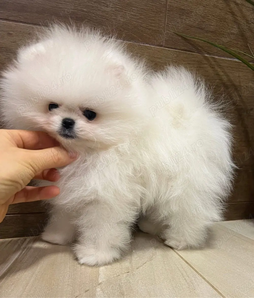 Pomeranian Bear Fci Pedigree Chao Lia ( China import )