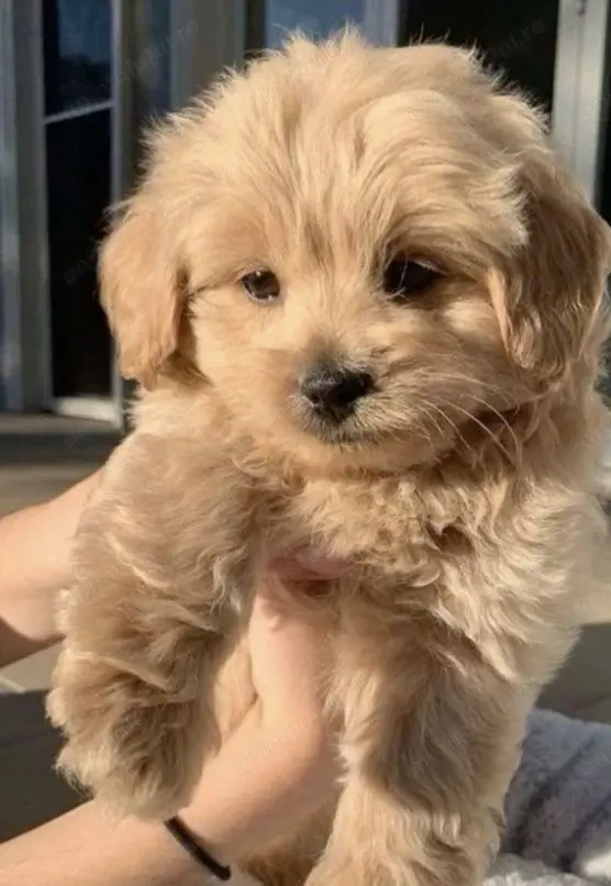 Maltipoo  pudel fetița 1000 lei