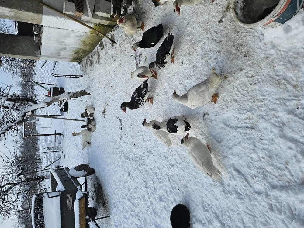 Vand rate tinere de anul trecut!