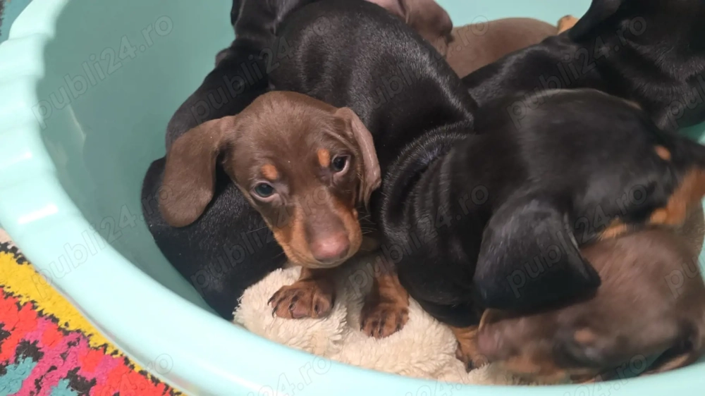 Catel teckel din parinti cu Pedigree FCI