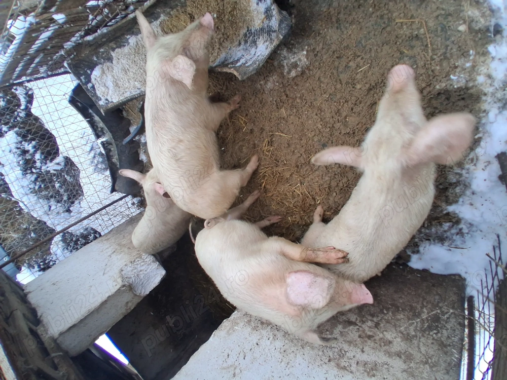 vand purcei rasa de carne