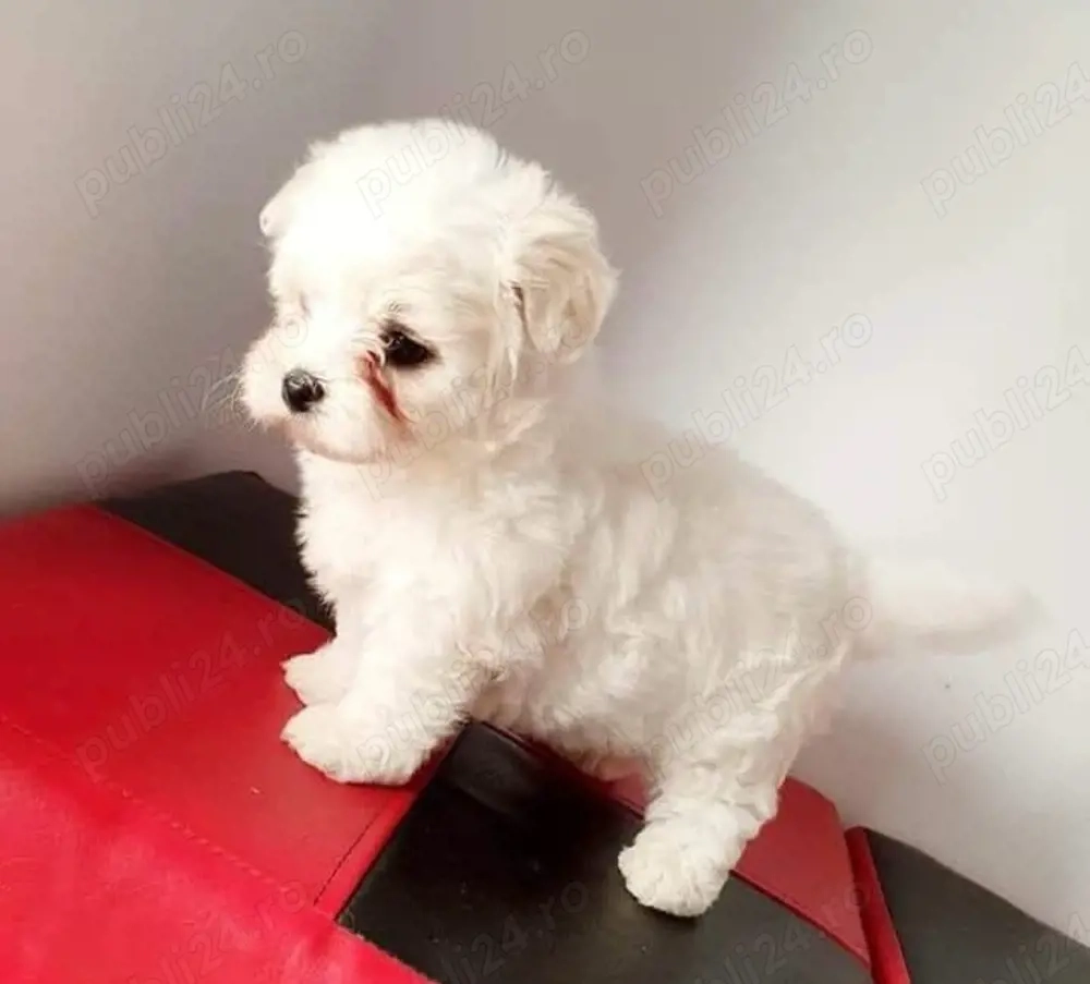 Bichon mini toy 