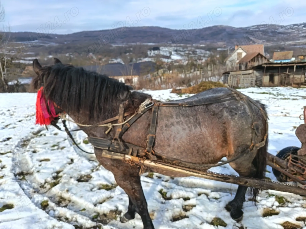 Vând urgent iapă de 4 ani 