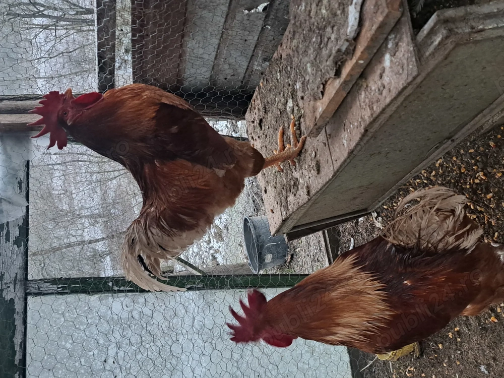 cocoși de 1 an crescuți cu cereale