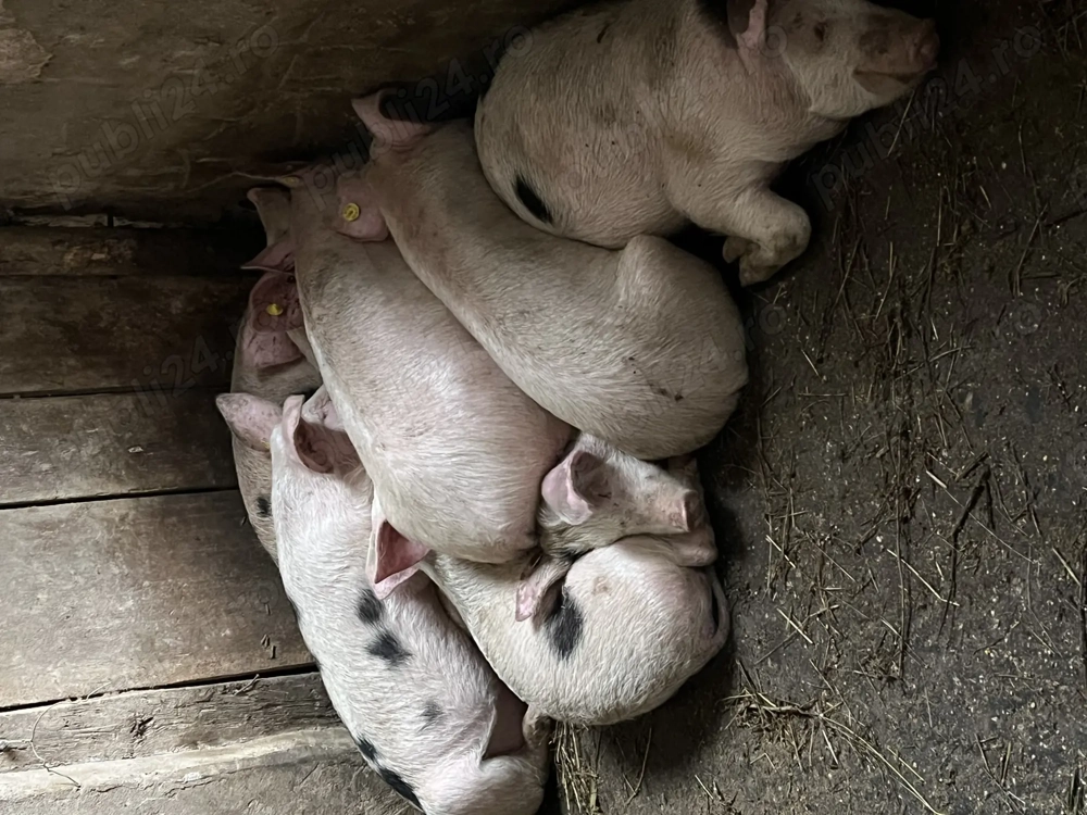 9 soldani de vânzare 