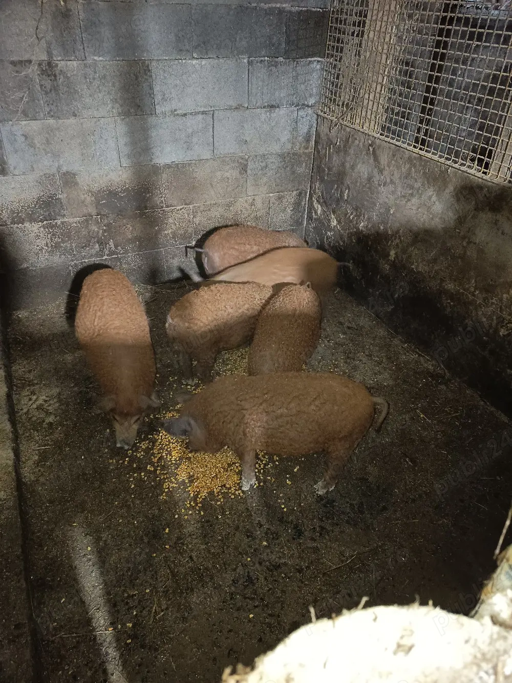 Vand purceii mangalița 