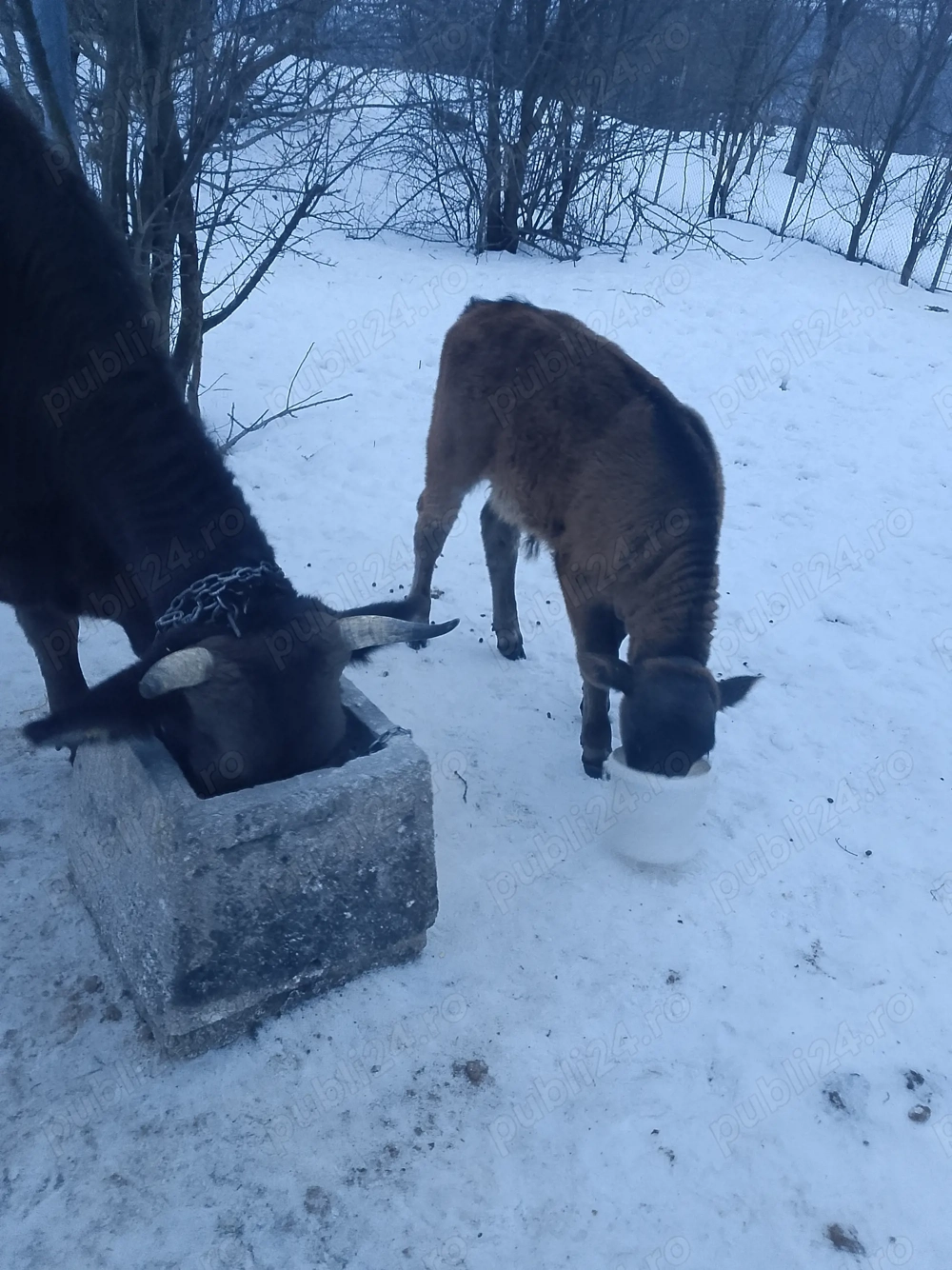 Vaca cu vițel  fătată de  doua luni
