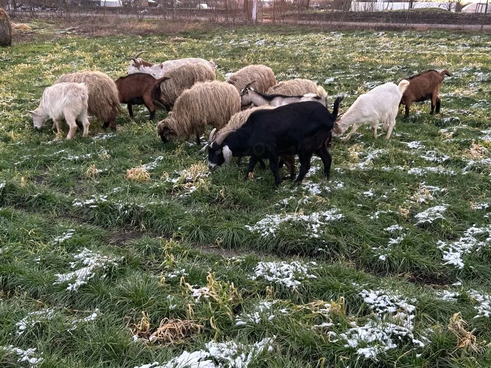 capre gestante si oi