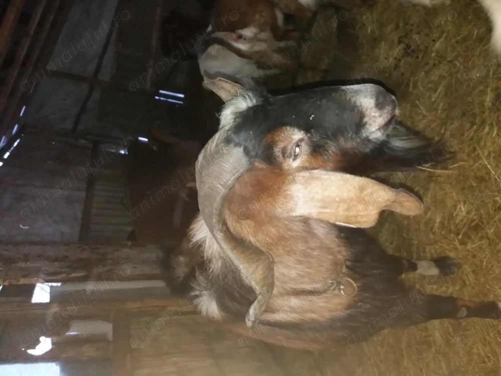 Tap si iezi de anul trecut