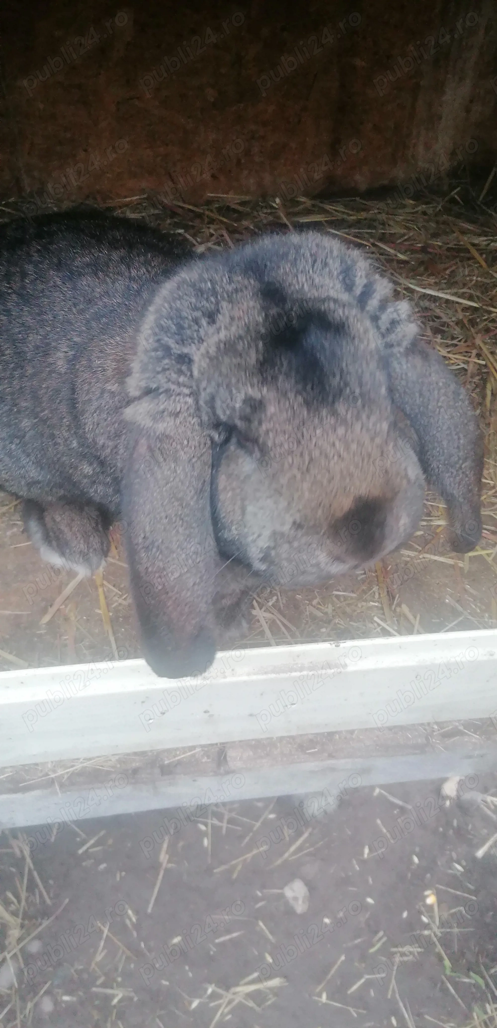 Iepuri berbec german