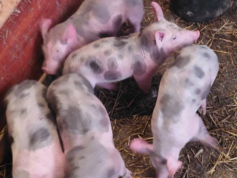 Vand purcei pietrain