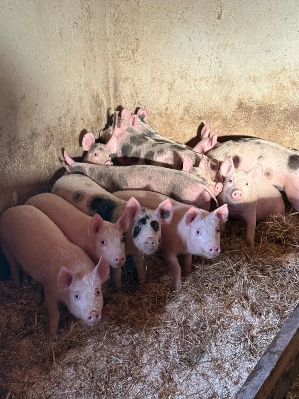 purcei 25-30kg - 12 saptamani