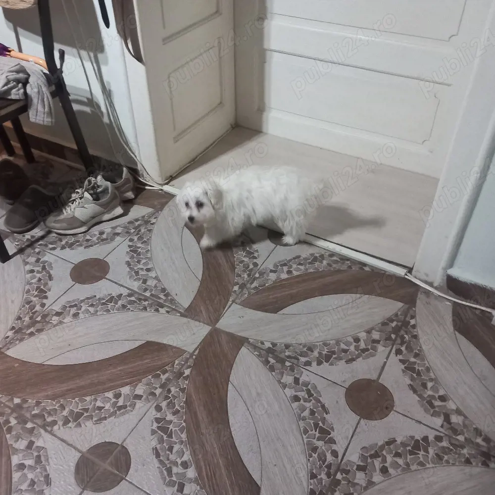 De vinzare bison maltez 1fetită 