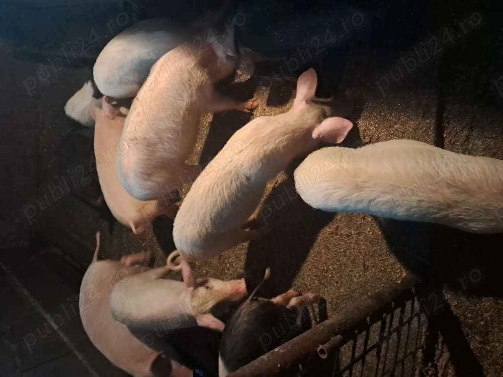 Vand purcei in beltiug 