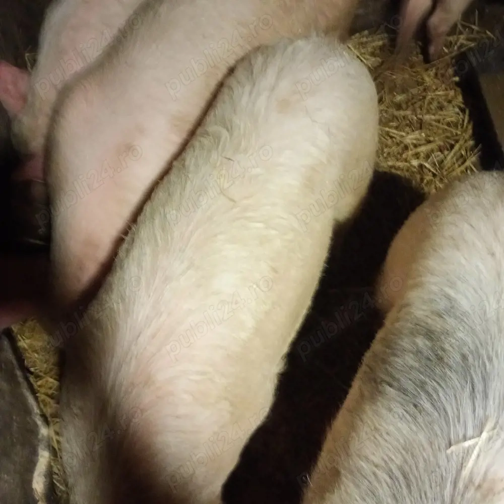 vind porci și purcei marele alb 