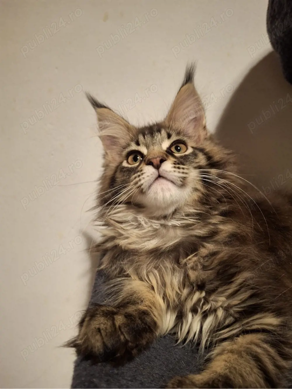 Fetita Maine Coon Pedigree