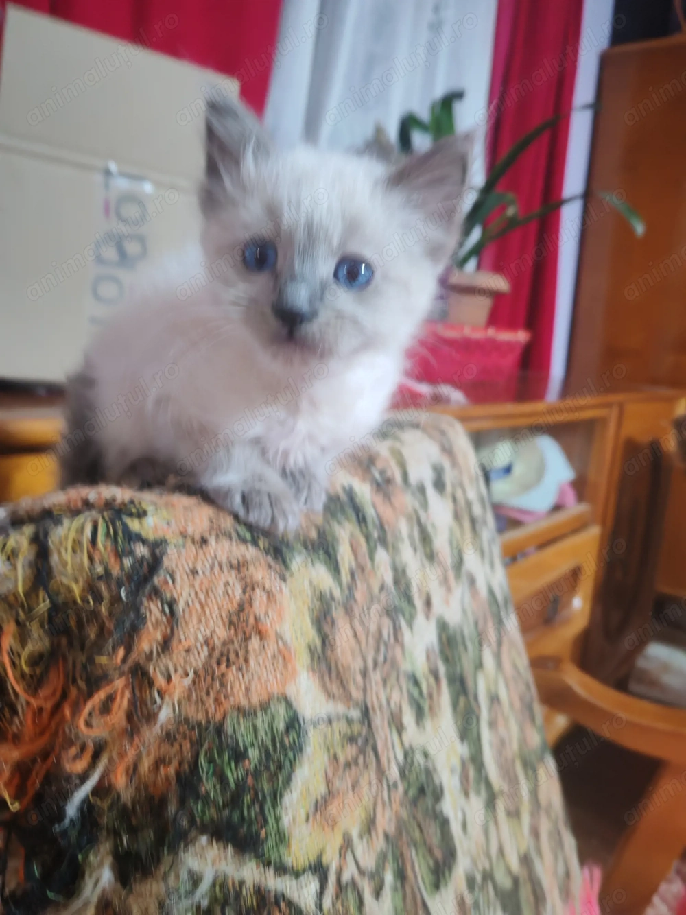 Vând pusicuti birmanezi