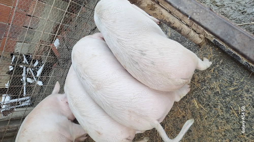 Porci soldani landras pur