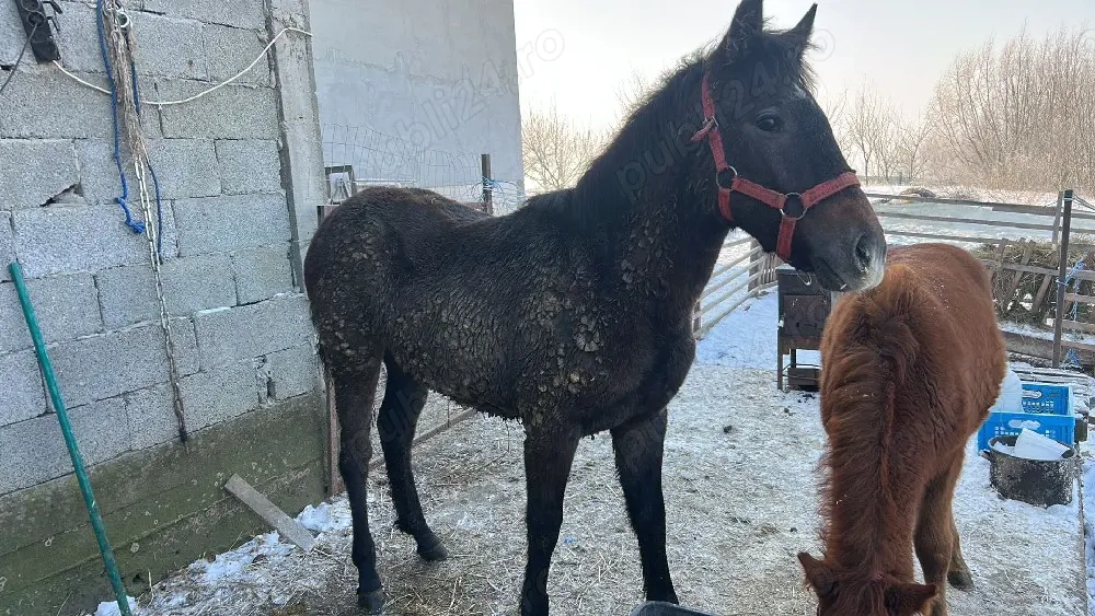 mânză 7 luni sură cuminte si blanda