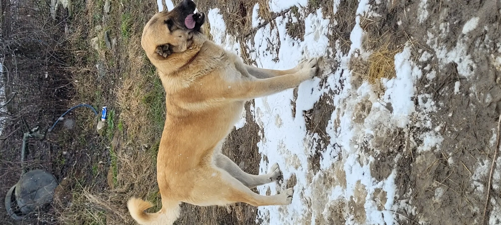 Disponibili 3 masculi