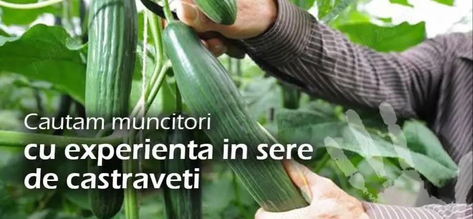 Se caută 3 cupluri la sere  de castraveti 