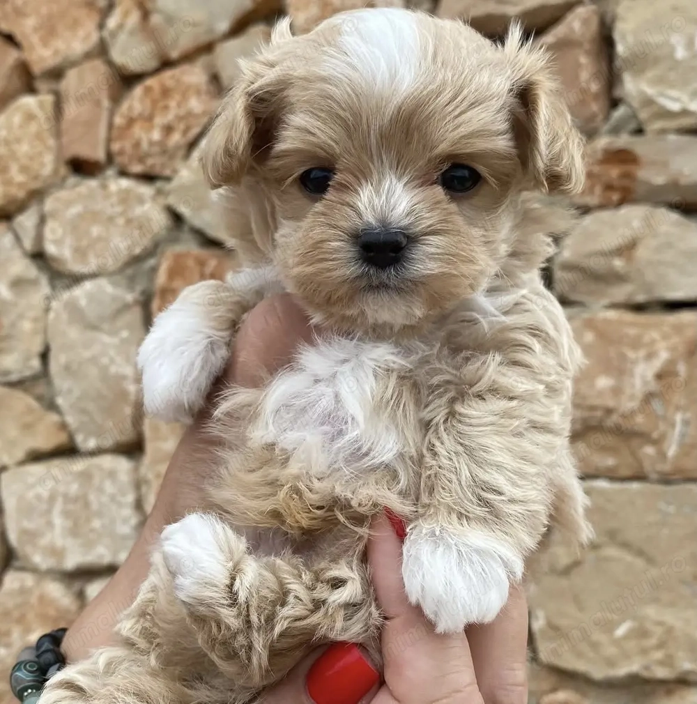 Maltipoo fată și băiat