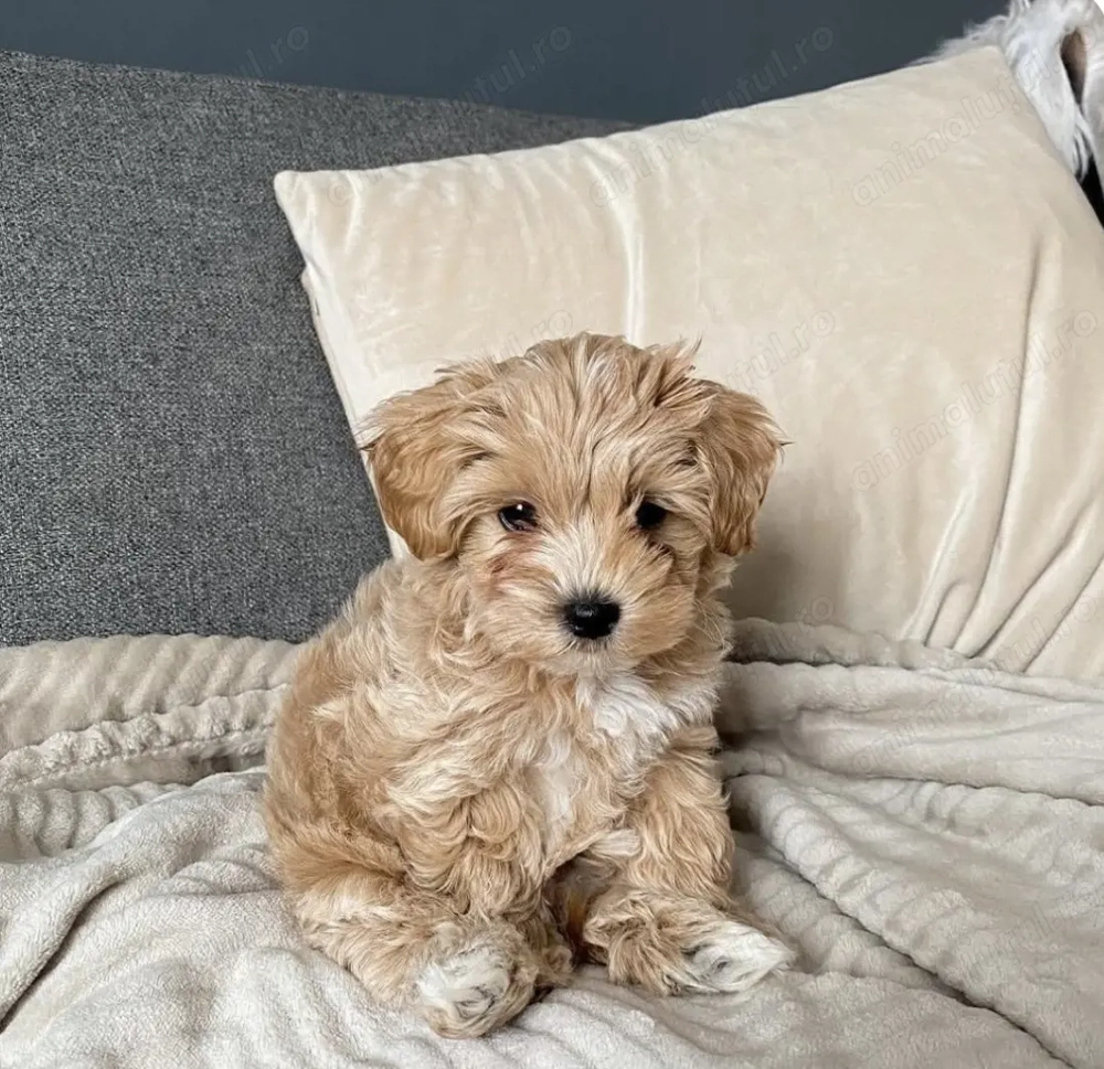 Maltipoo cat și baiat