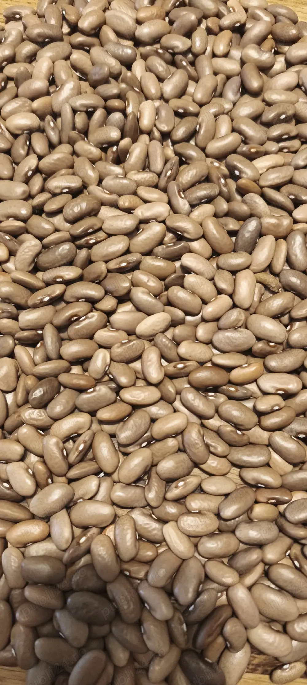 Semințe păstăi galbene Aurie de Bacau