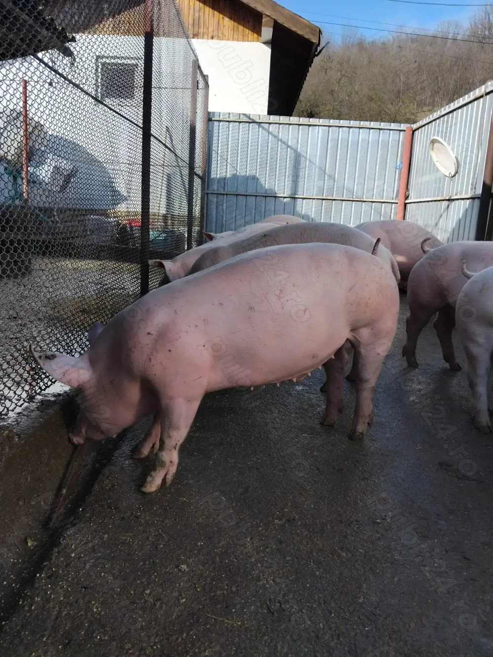 Vând grasuni marele alb