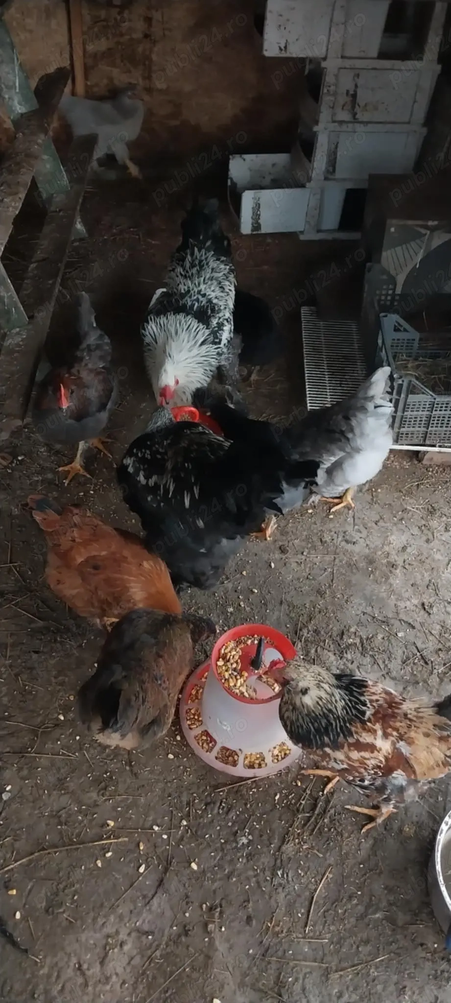 Vand gaini motate , barboase 