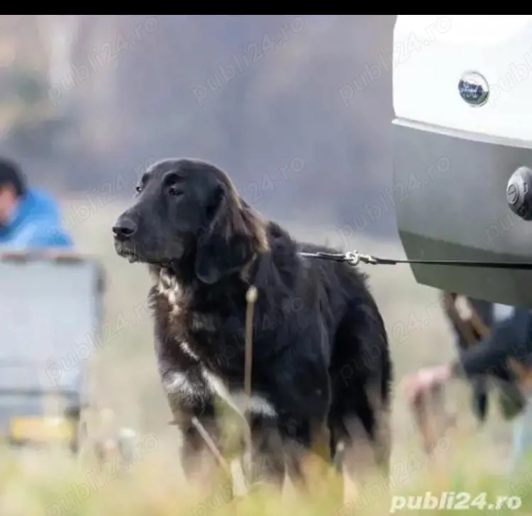 Femela deosebita ciobanesc corb cu pedigree 