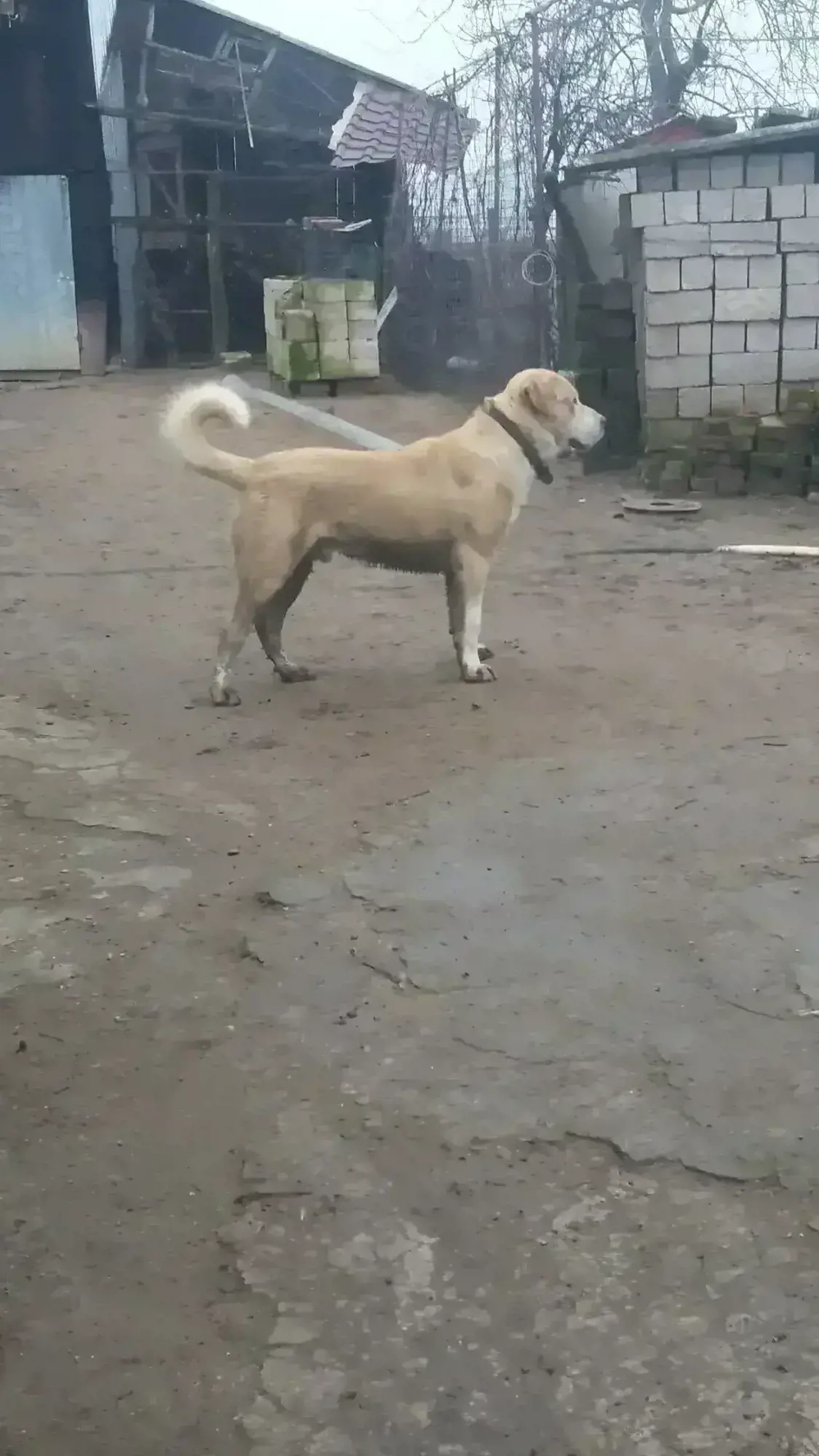 Ciobănesc de asia centrală